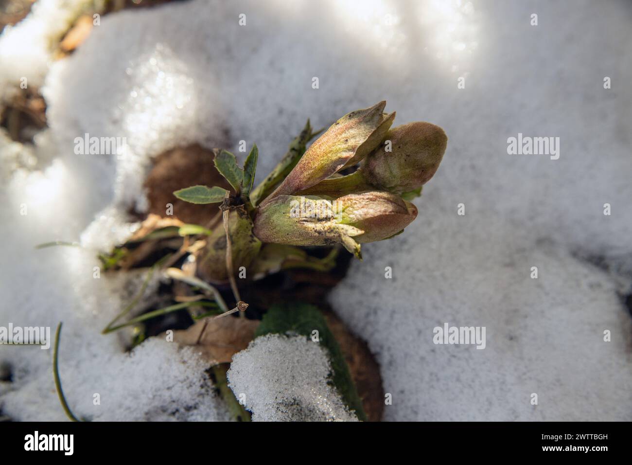 Pétales de Helleborus ou rose de Noël se reflète de la neige Banque D'Images