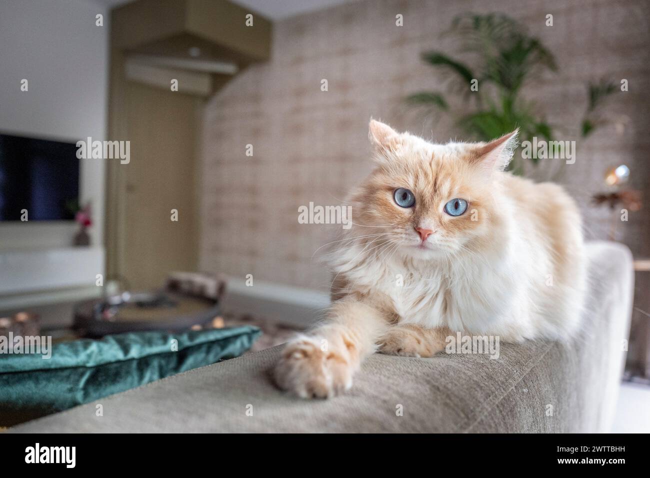 Un chat royal moelleux se prélassant dans un salon moderne. Banque D'Images