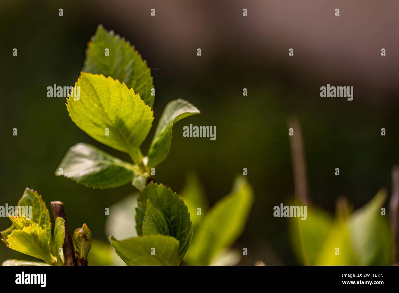 Vue détaillée d'une seule feuille verte sur un arbre dans la vallée du Pô, Italie. Banque D'Images