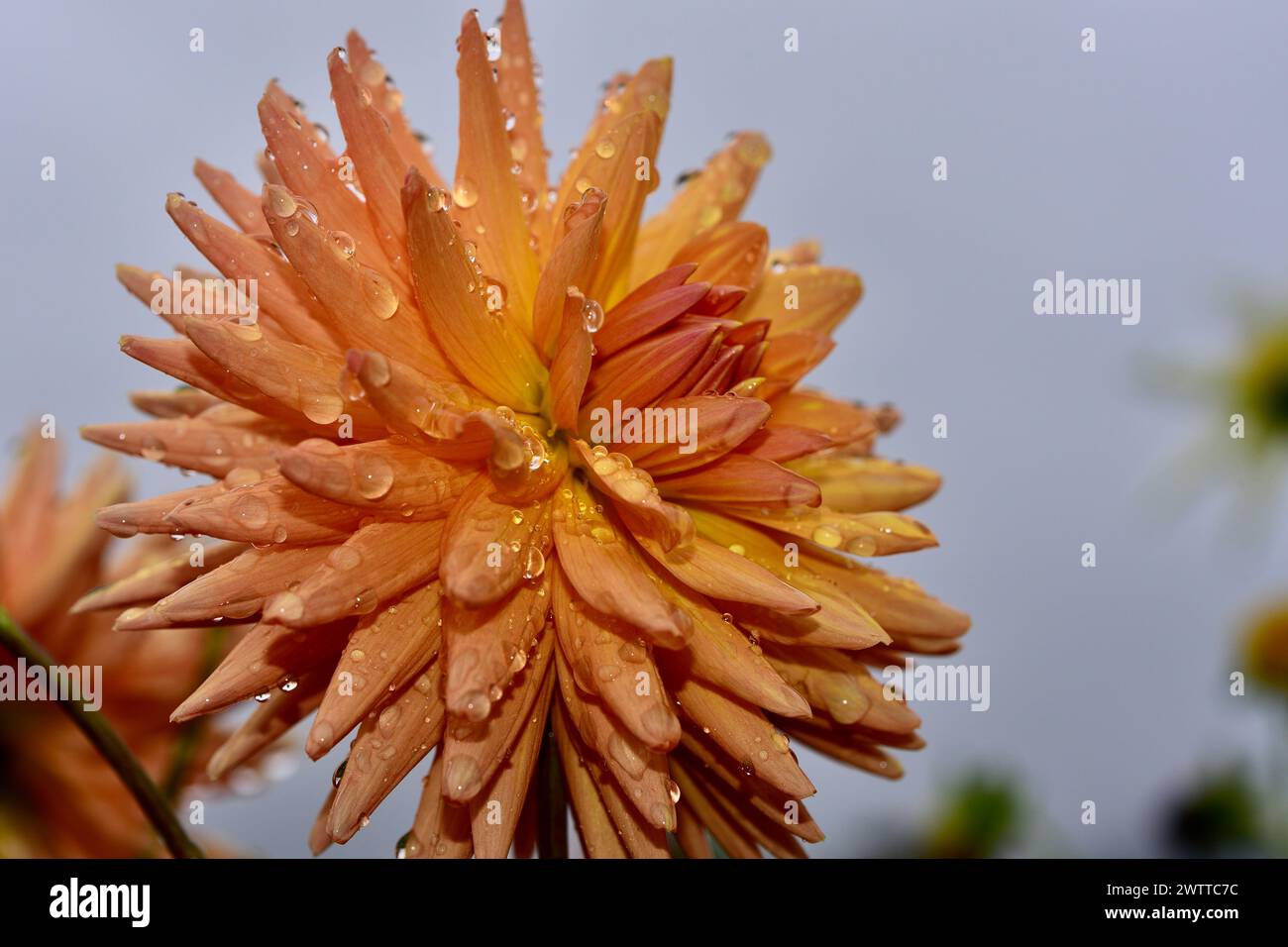 Un dahila cactis orange et jaune avec des gouttes de rosée sur les pétales Banque D'Images