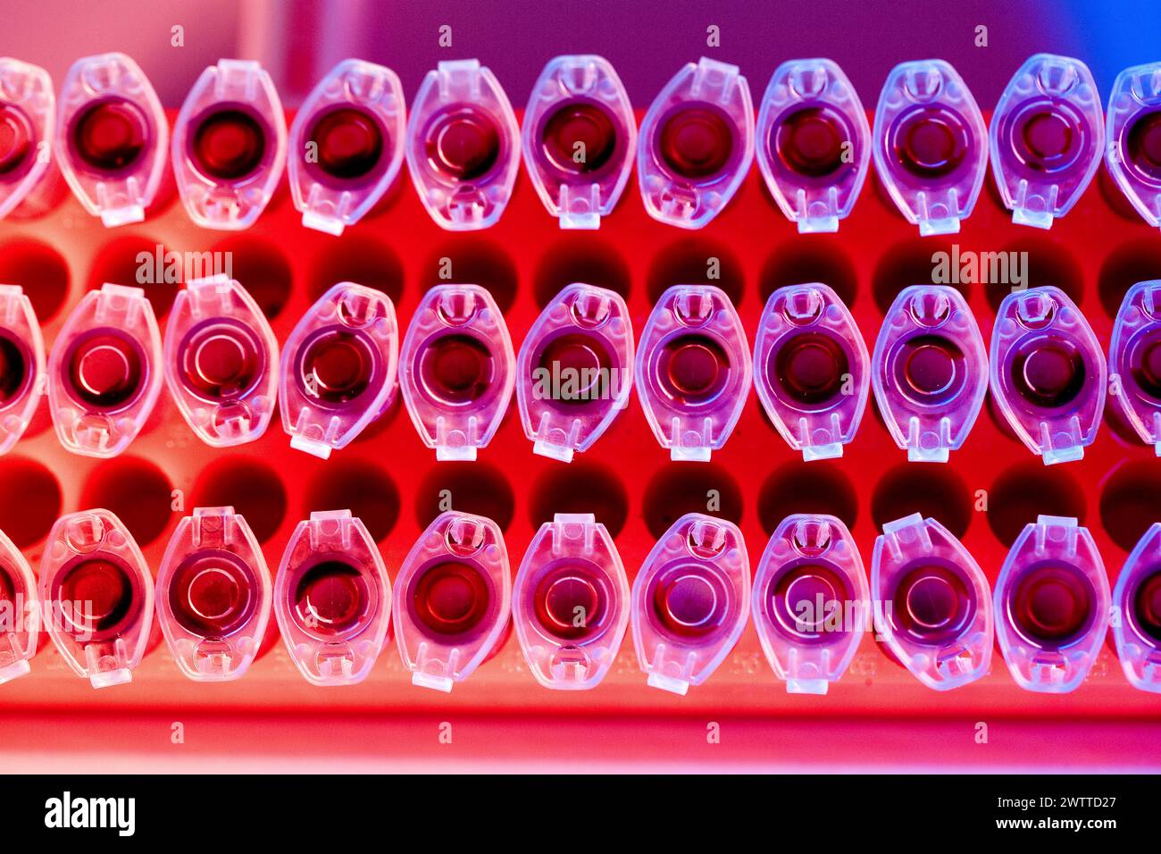 Rangées de tubes à essai de couleurs vives dans un laboratoire Banque D'Images