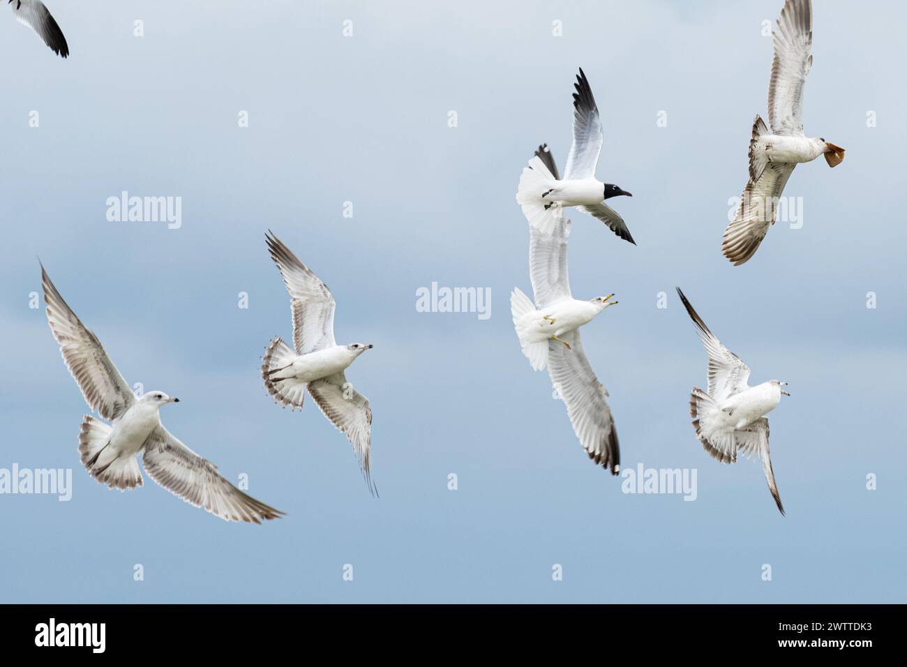 Mouettes de Floride poursuivant une mouette qui a récupéré un morceau de pain de la plage de Jacksonville Beach, en Floride. (ÉTATS-UNIS) Banque D'Images