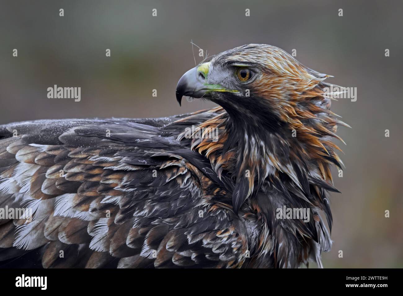 Aigle doré européen (Aquila chrysaetos chrysaetos) gros plan en landes / landes sous la pluie en hiver Banque D'Images