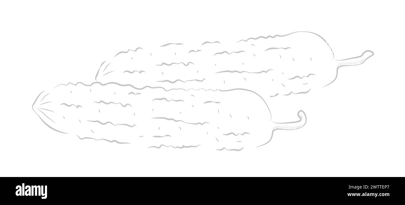 Concombres, dessin au trait de légumes biologiques et illustration vectorielle de produits agricoles Illustration de Vecteur