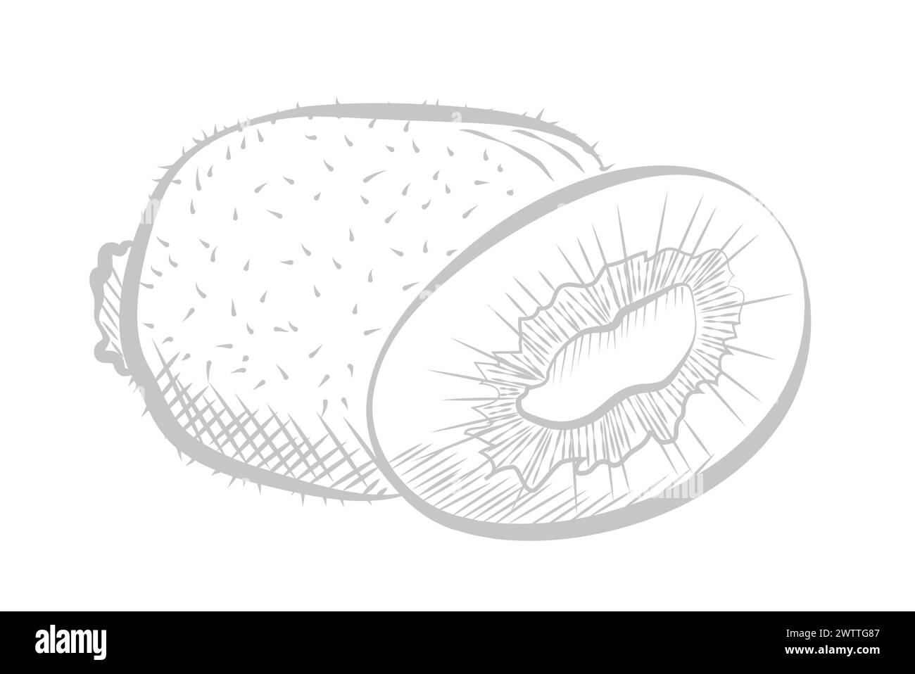 Kiwi frais, fruits tropicaux juteux, illustration vectorielle d'esquisse de demi-ligne et de ligne entière Illustration de Vecteur