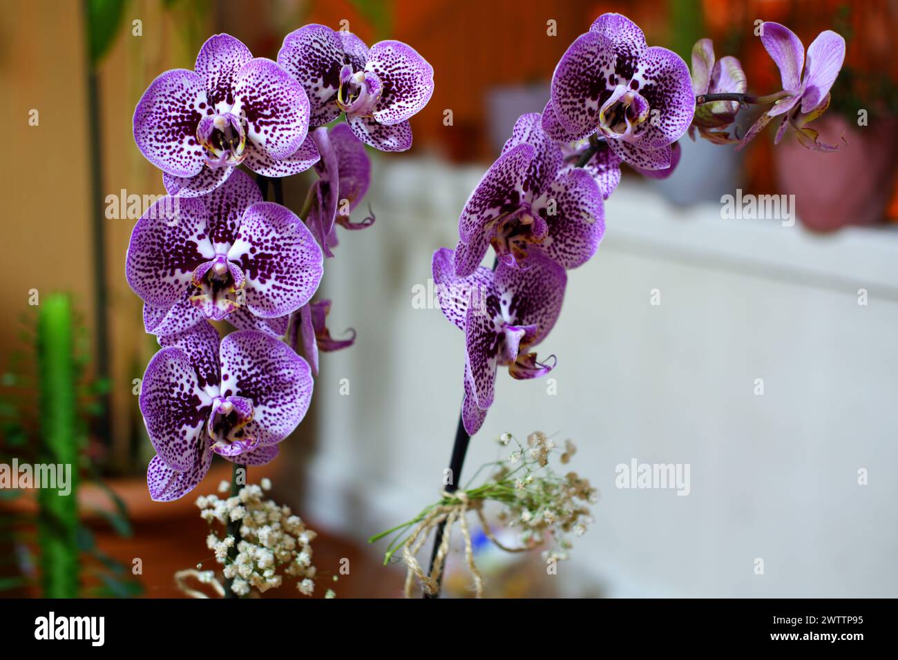 Plante d'orchidée dans un pot avec de belles fleurs d'orchidée violettes dans la porte avec fond flou Banque D'Images