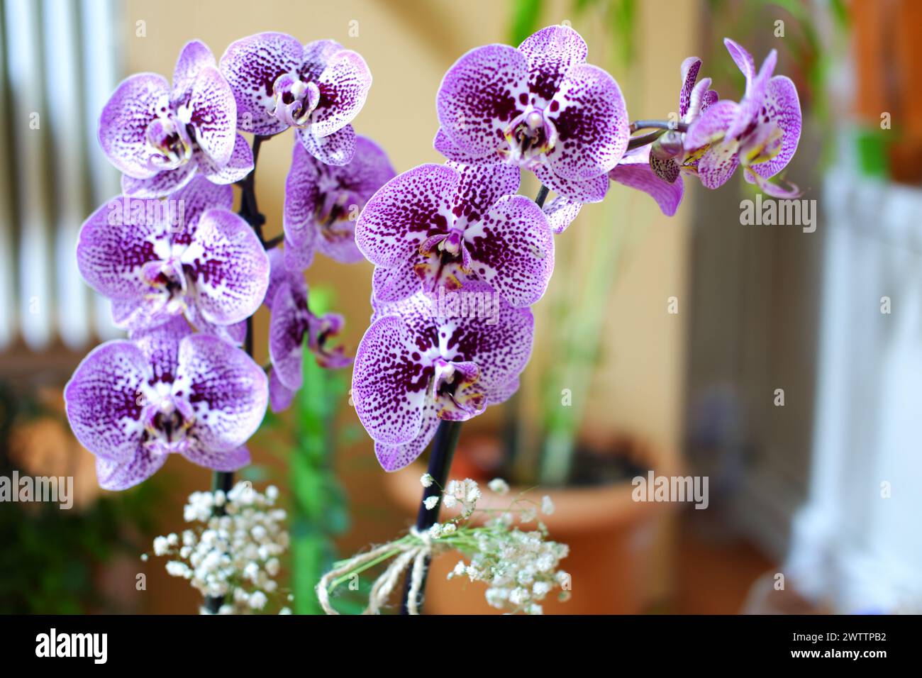 Plante d'orchidée dans un pot avec de belles fleurs d'orchidée violettes dans la porte avec fond flou Banque D'Images