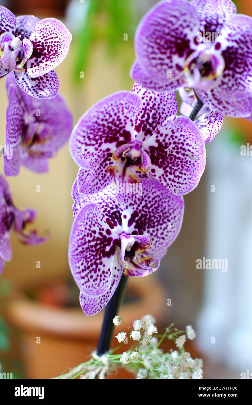 Plante d'orchidée dans un pot avec de belles fleurs d'orchidée violettes dans la porte avec fond flou Banque D'Images