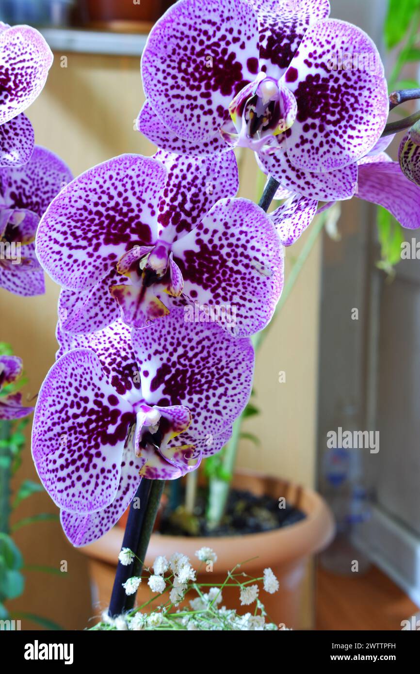 Plante d'orchidée dans un pot avec de belles fleurs d'orchidée violettes dans la porte avec fond flou Banque D'Images