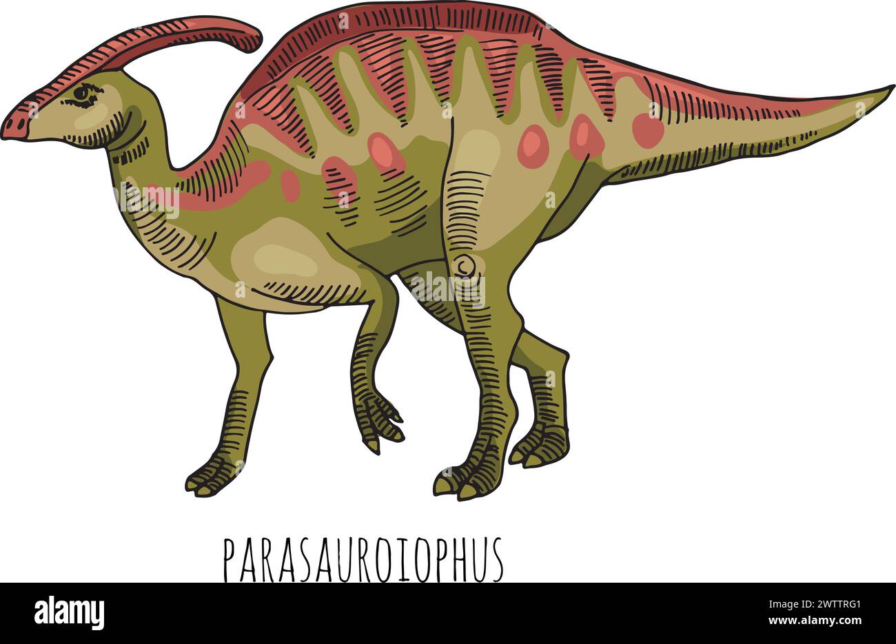 Dessin couleur Dino. Croquis de Parasaurolophus. Animal ancien Illustration de Vecteur