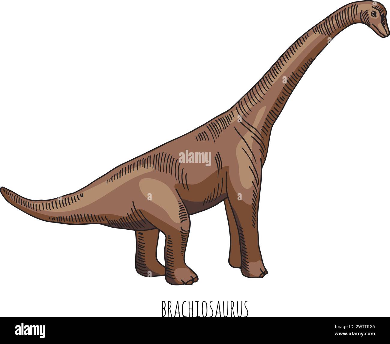 Dessin couleur de dinosaure Brachiosaur. Animal reptile jurassique Illustration de Vecteur