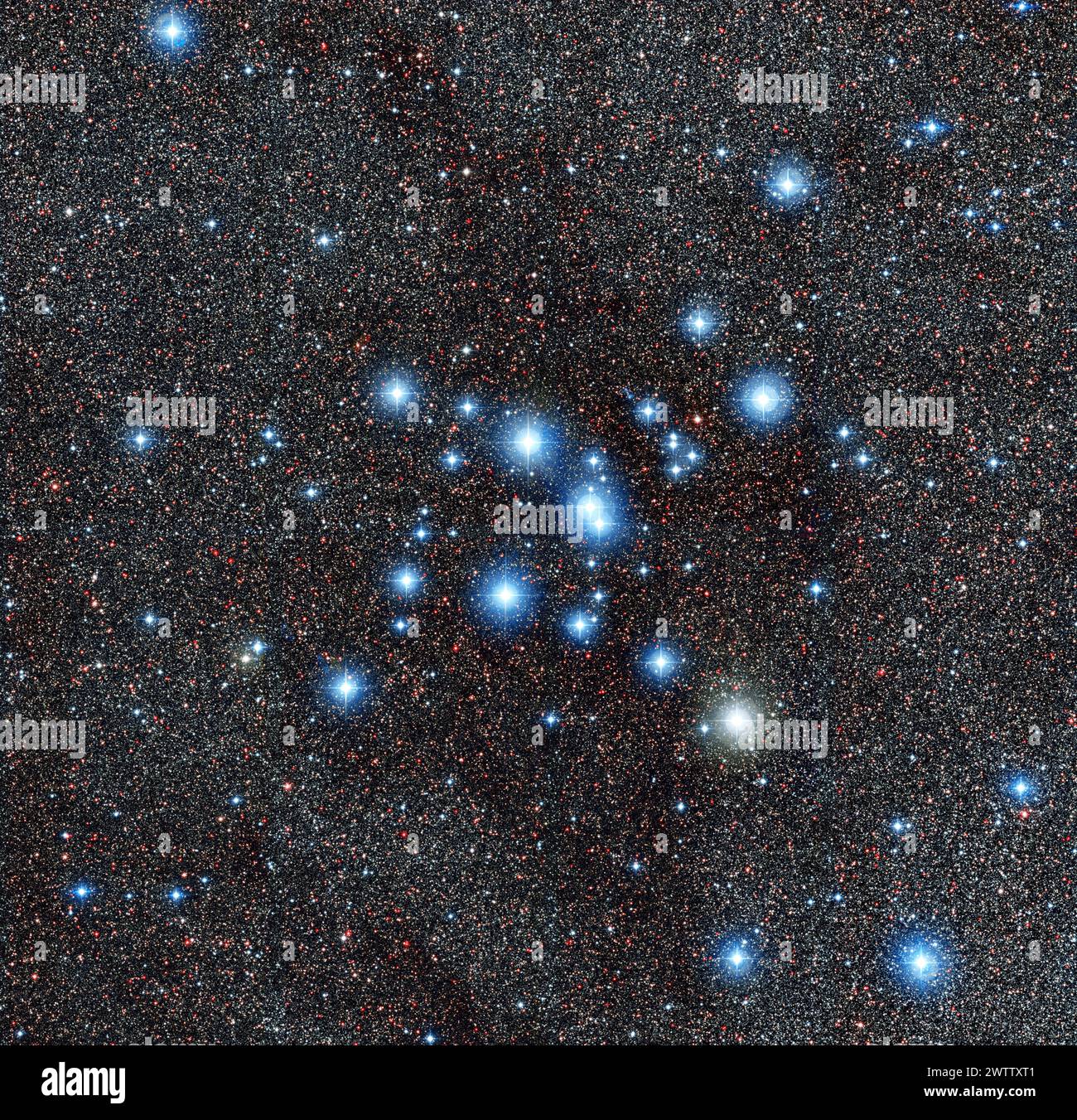 Amas d'étoiles brillantes dans un champ dense Banque D'Images