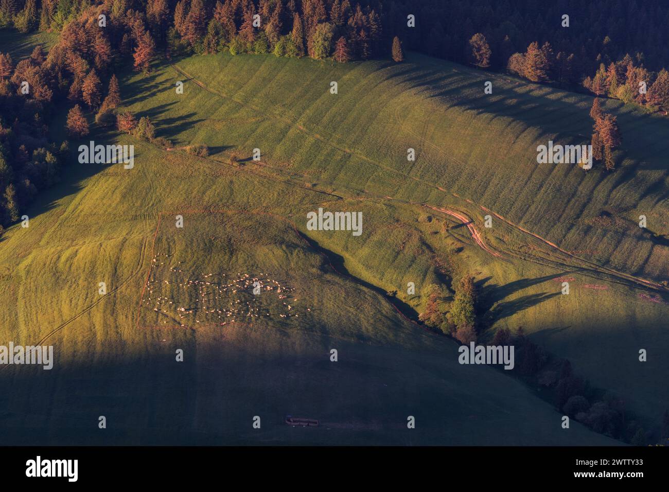 Un troupeau de moutons à la ferme dans le pré. Photo aérienne en début de matinée après un soleil sans nuages dans les montagnes Pieniny. Banque D'Images