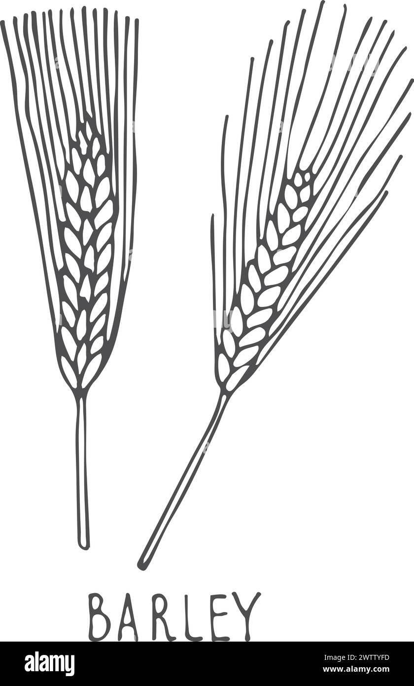 Oreille d'orge. Récolte de céréales. Plante naturelle de ferme Illustration de Vecteur
