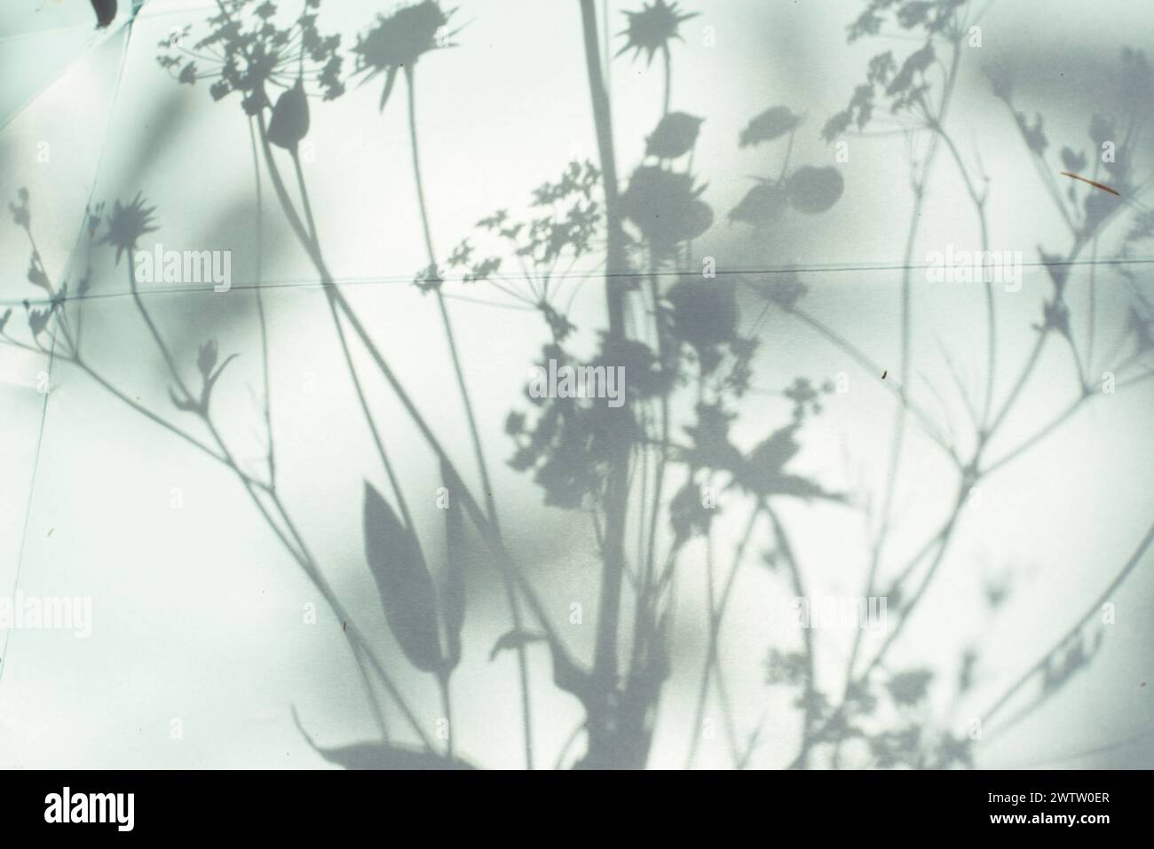 Ombres de fleurs sauvages sur un écran Banque D'Images