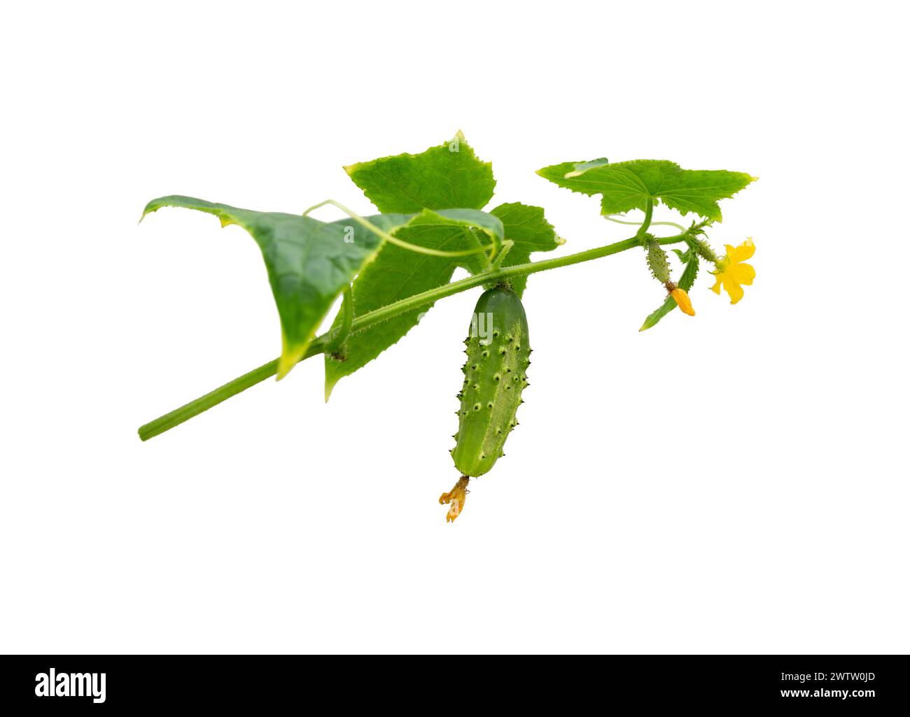 Plante de concombre. Concombre avec feuilles et fleurs isolées sur fond blanc. Culture de concombre dans le jardin. Banque D'Images