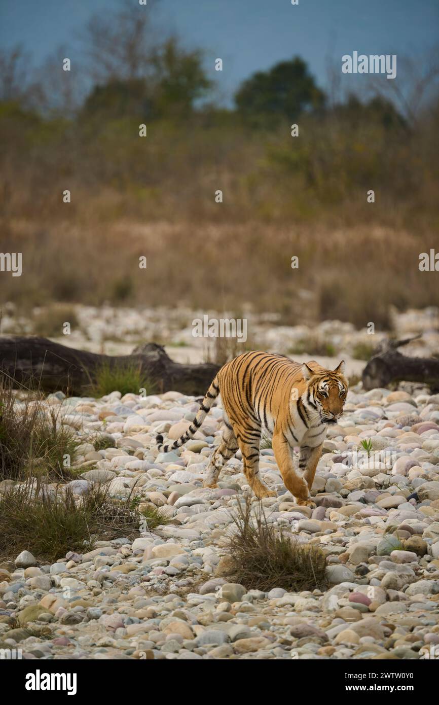 La tigresse connue sous le nom de Paarwali marchant à travers les rochers de la rivière Ramganga, parc national de Corbett, Inde, février 2024. Banque D'Images
