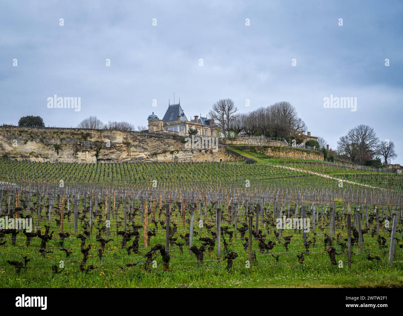 Une photo de paysage d'un vignoble à St Emilion. Banque D'Images
