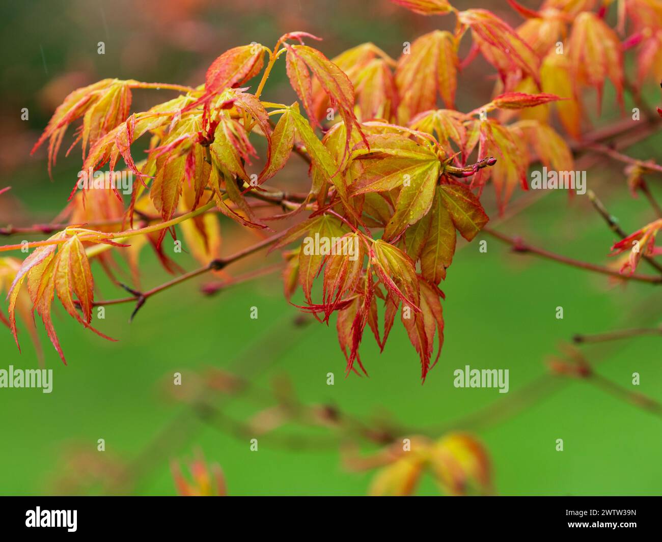 Feuillage printanier orange vif de l'érable japonais rustique Acer palmatum 'Katsura' Banque D'Images