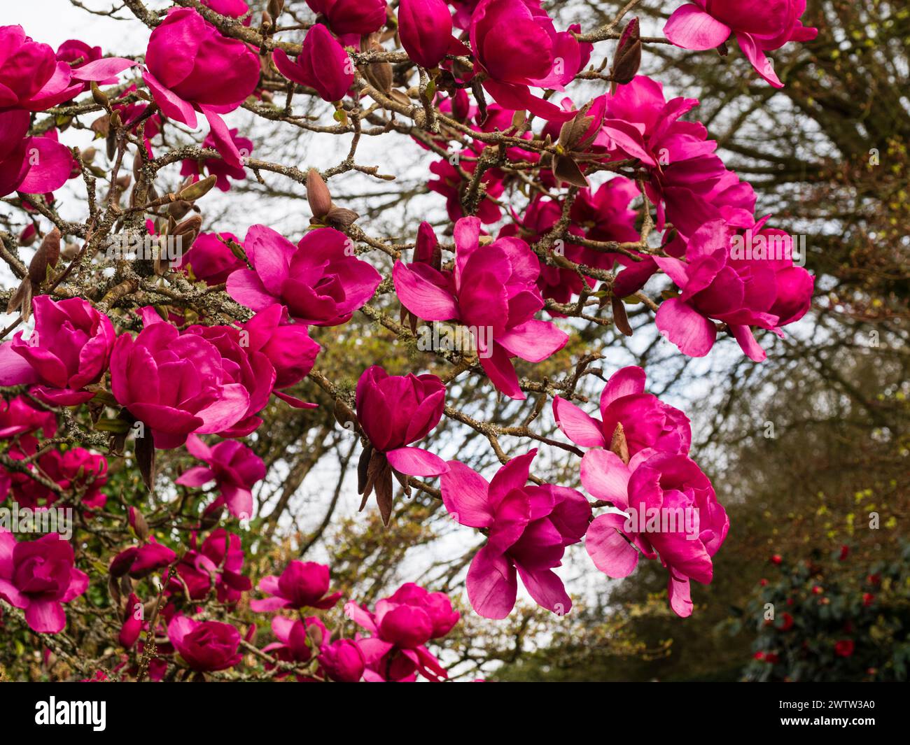 Grandes fleurs rose foncé de la Nouvelle-Zélande, arbre rustique florissant du début au milieu du printemps, Magnolia 'Felix jury' Banque D'Images