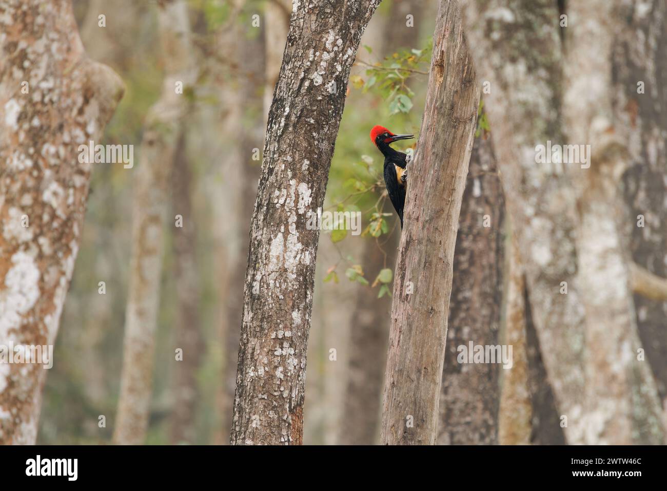 Pic à ventre blanc ou grand pic noir - Dryocopus javensis est un oiseau des forêts à feuilles persistantes d'Asie tropicale. Oiseau noir avec le dessus rouge de th Banque D'Images