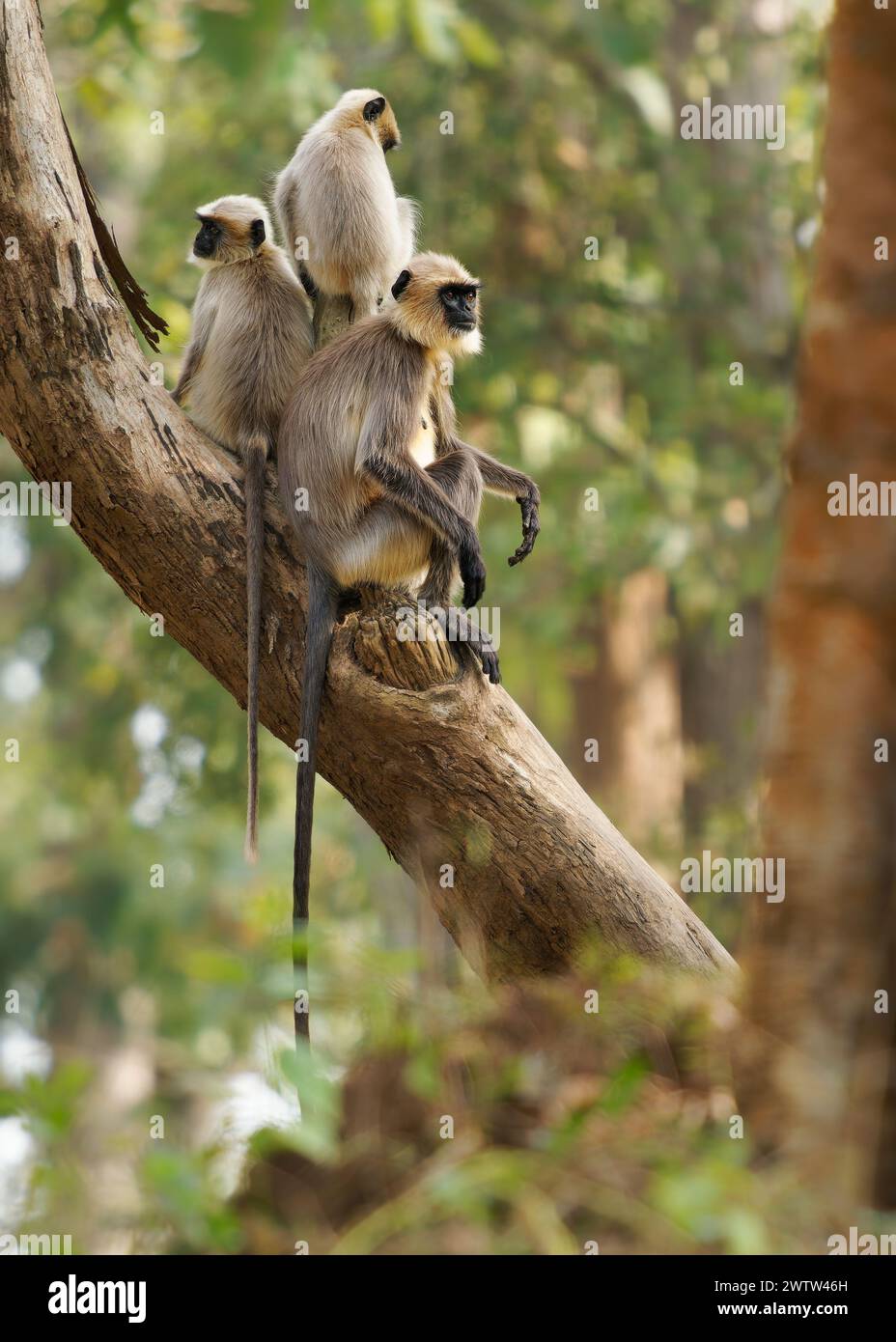 Gris à pieds noirs ou Malabar Sacré Langur - Semnopithecus hypoleucos, singe mangeur de feuilles de l'ancien monde trouvé dans le sud de l'Inde, famille de trois membres i Banque D'Images