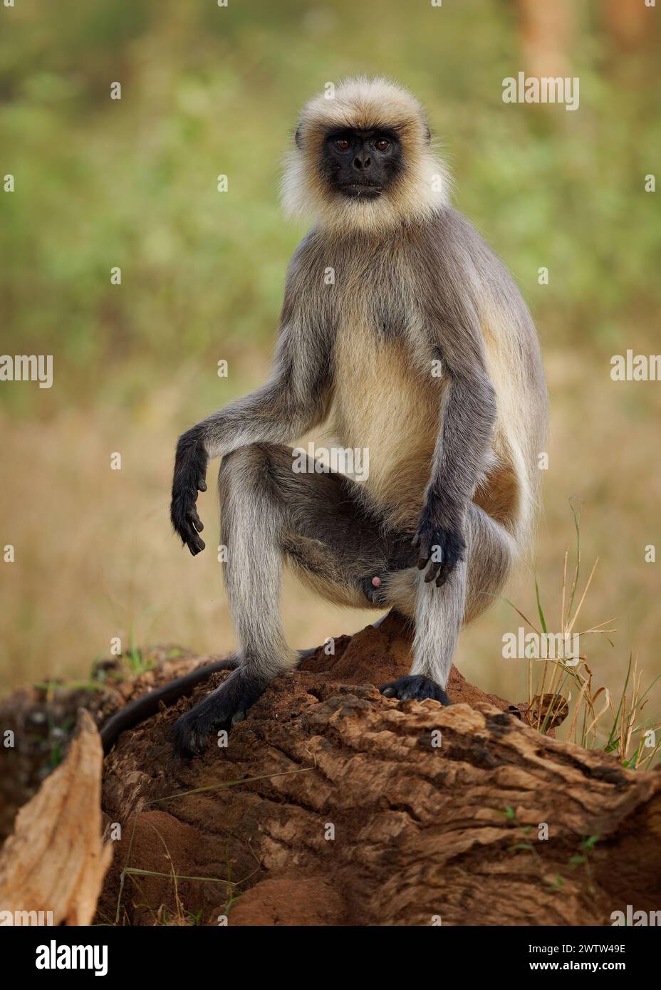 Gris à pieds noirs ou Malabar Sacred Langur - Semnopithecus hypoleucos, singe mangeur de feuilles de l'ancien monde trouvé dans le sud de l'Inde, jeune singe assis dans le t Banque D'Images