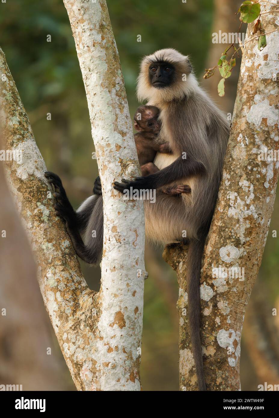 Gris à pieds noirs ou Malabar Sacred Langur - Semnopithecus hypoleucos, singe mangeur de feuilles de l'ancien monde trouvé dans le sud de l'Inde, femelle avec le baby-sitt Banque D'Images