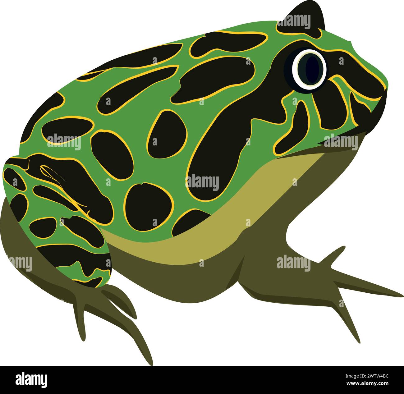 Crapaud tropical. Amphibien coloré. Espèces sauvages Illustration de Vecteur