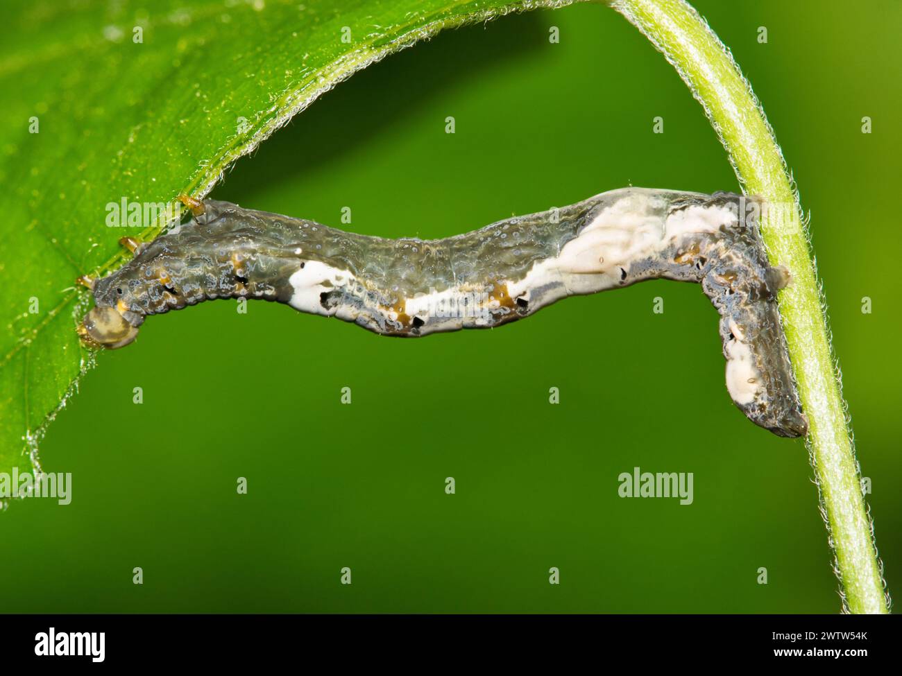 Chenille de graines de lune (Plusiodonta compressipalpis) mangeant des feuilles d'une vigne à Houston, TX États-Unis. Espèces de la famille des Erebidae originaires des États-Unis et du Canada. Banque D'Images