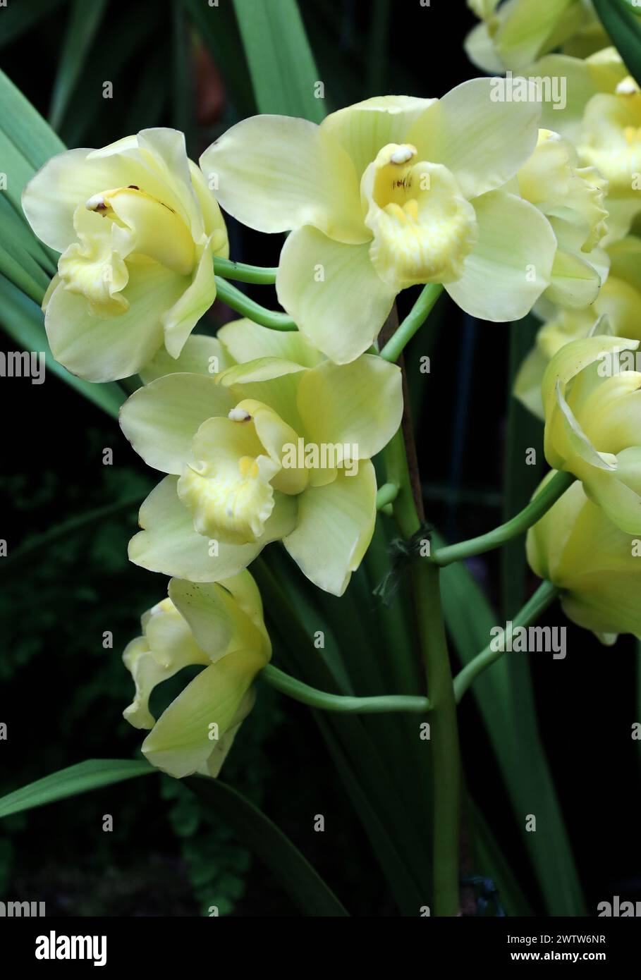 Orchidée, Cymbidium Mont Mallet, Cymbidiinae, Orchidaceae. Banque D'Images