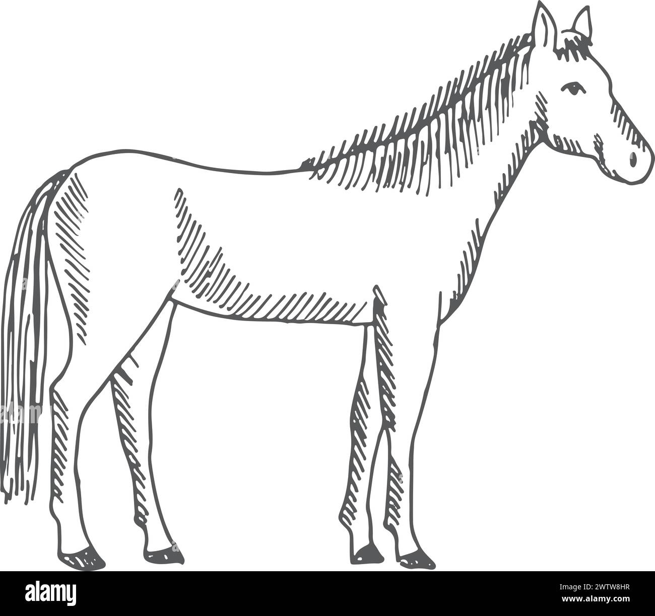 Croquis de cheval. Animal de ferme. Étalon dessiné à la main Illustration de Vecteur