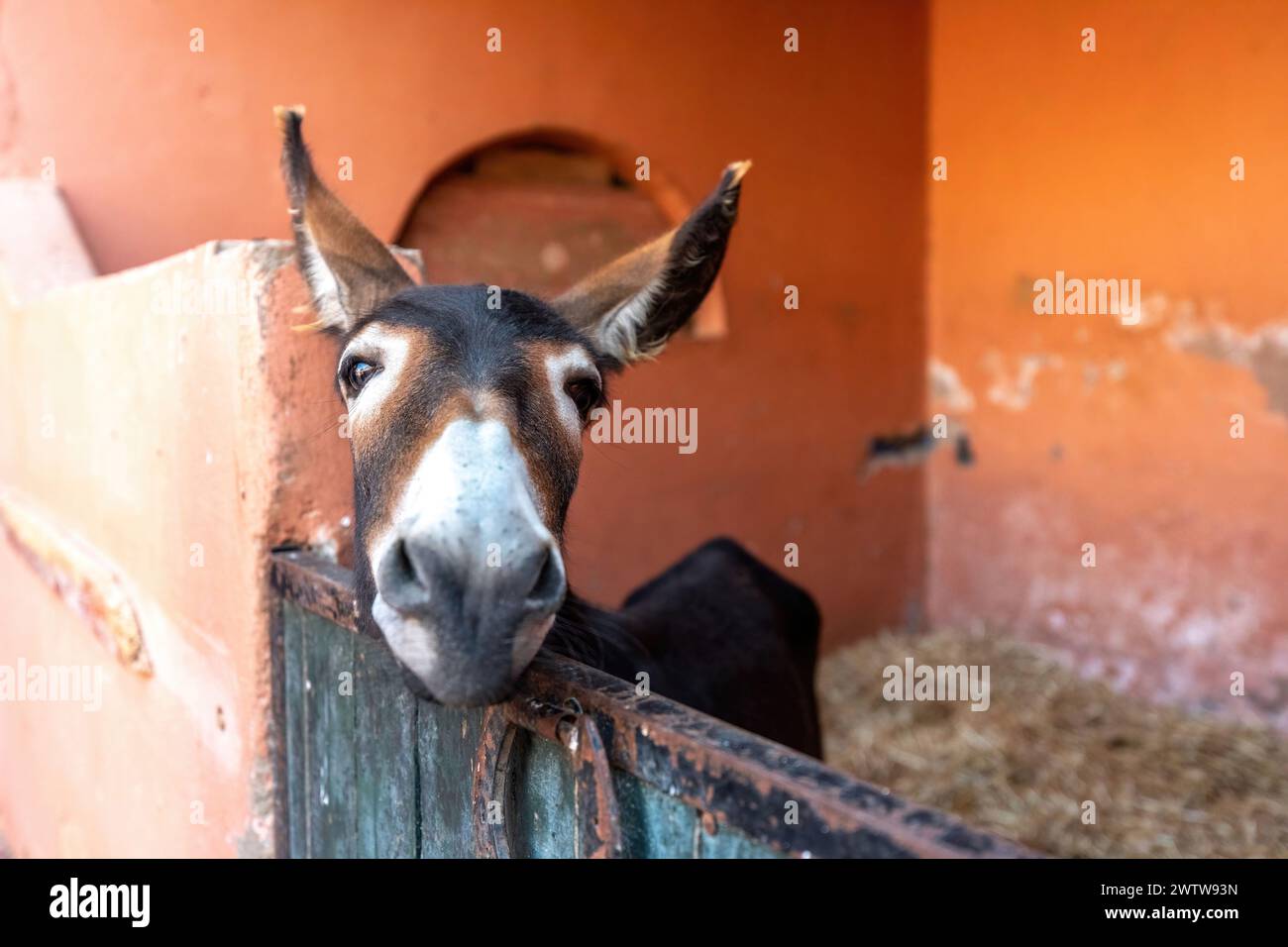 Portrait de tête d'un âne dans un ranch au maroc, afrique Banque D'Images