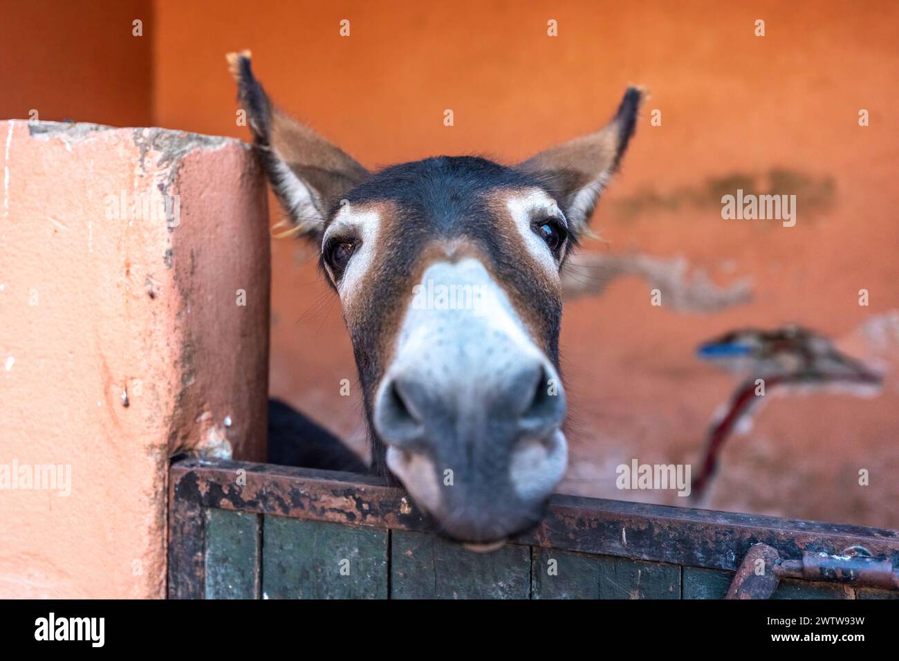 Portrait de tête d'un âne dans un ranch au maroc, afrique Banque D'Images