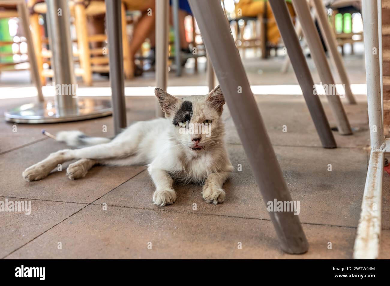 Un chat errant se reposant dans un restaurant au maroc, en afrique Banque D'Images