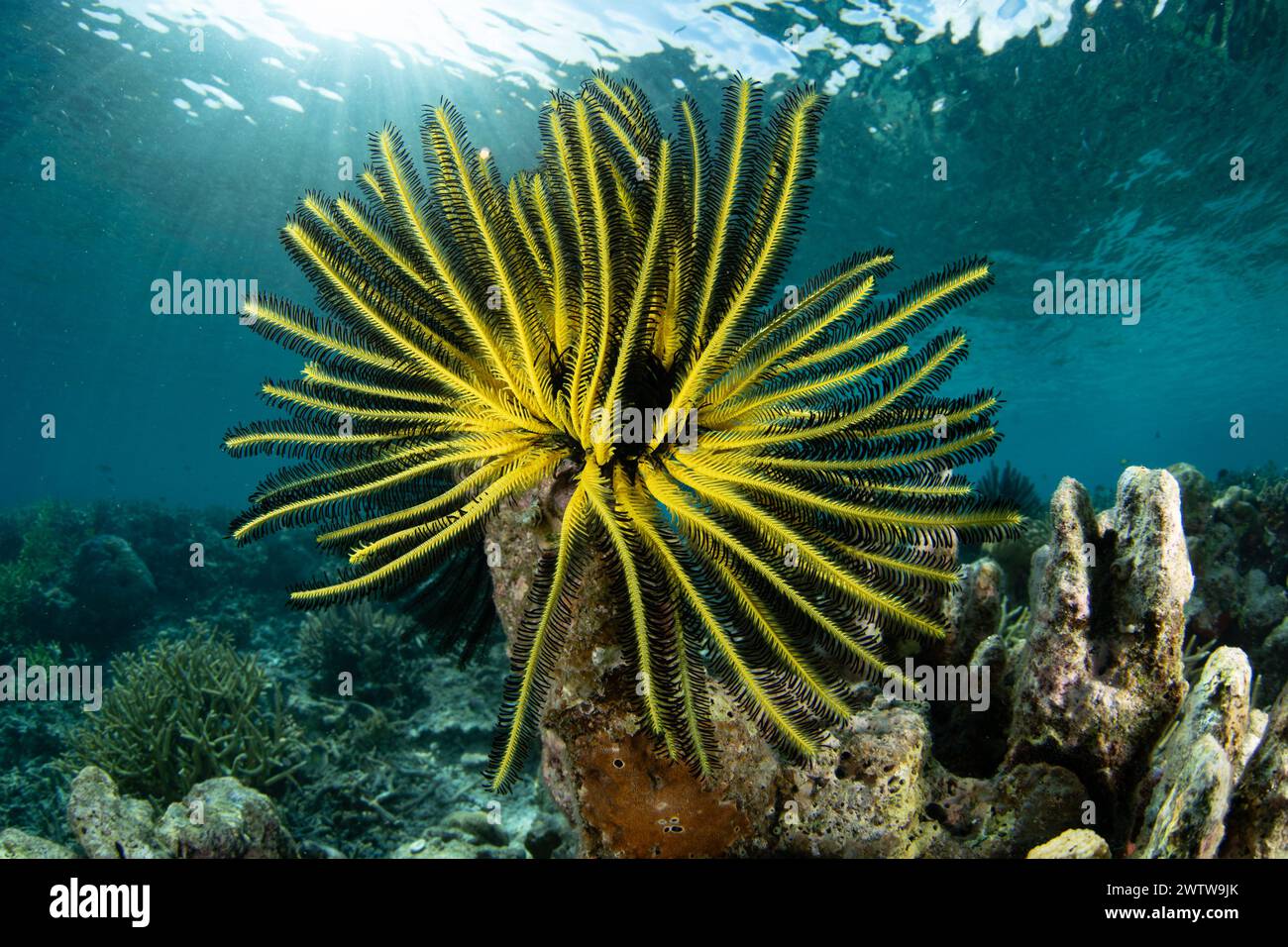 Un crinoïde jaune, ou étoile à plumes, s'accroche à un récif de biodiversité à Raja Ampat, en Indonésie. Cette région est connue comme le cœur du Triangle de corail. Banque D'Images