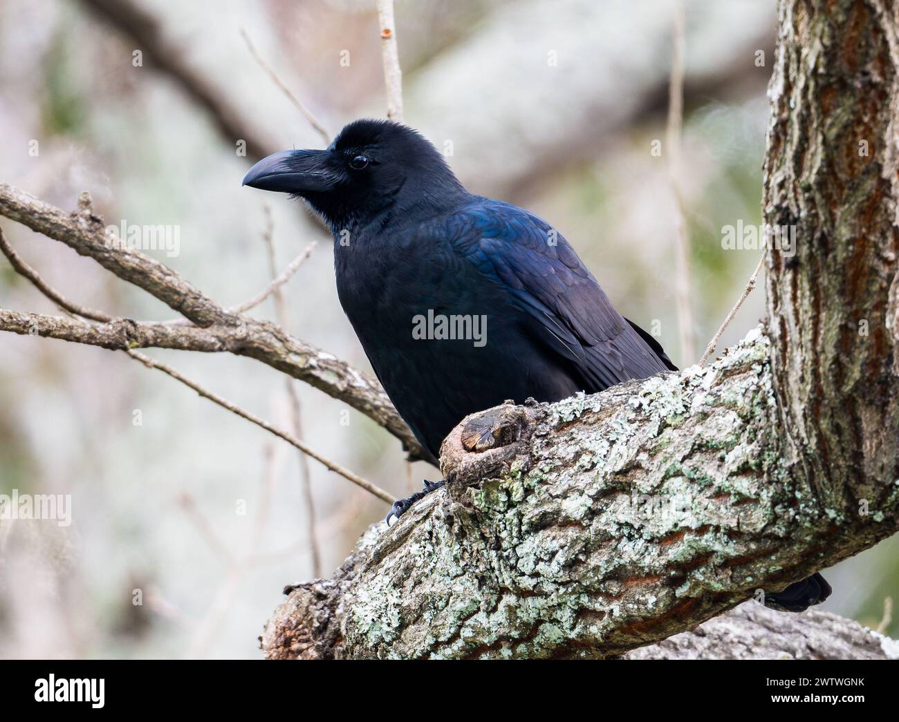 Corvus macrorhynchos (Corvus macrorhynchos) perché sur un arbre. Tokyo, Japon. Banque D'Images