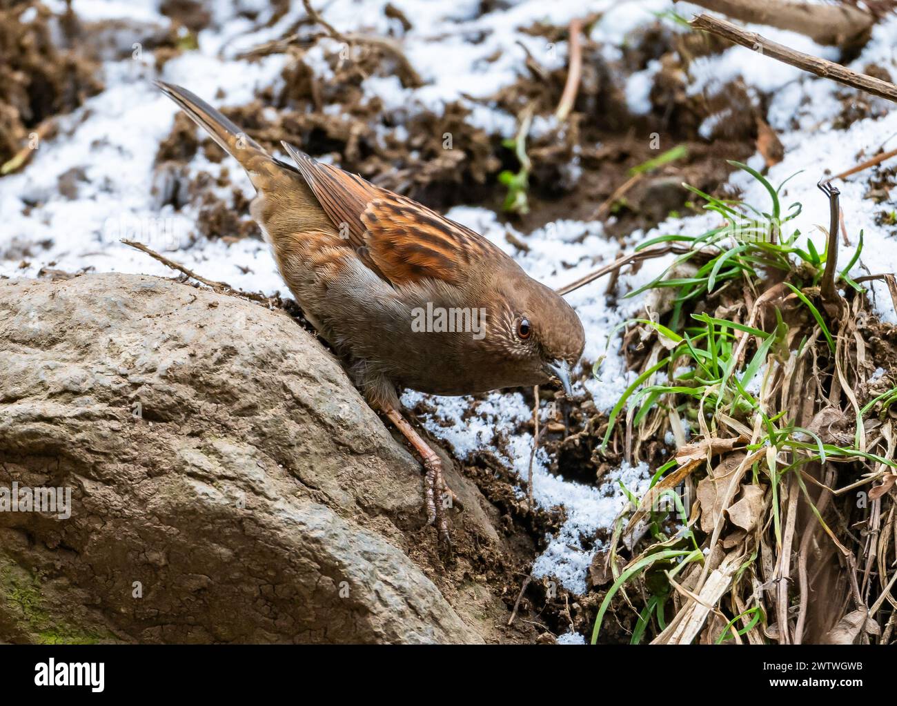 Un Accentor japonais (Prunella rubida) fouillant au sol. Nagano, Japon. Banque D'Images