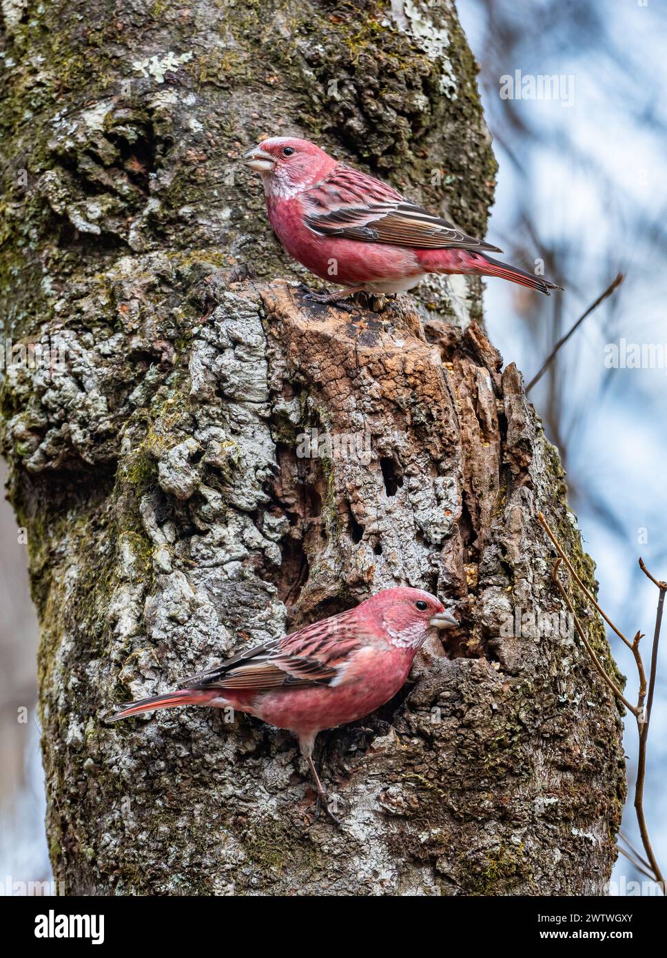 Deux mâles de Pallas (Carpodacus roseus) se nourrissent en forêt. Saitama, Japon. Banque D'Images