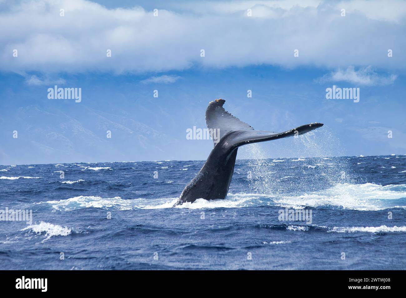 Comportement de claquement de queue par une grosse baleine à bosse lors d'une observation de baleines sur Maui. Banque D'Images