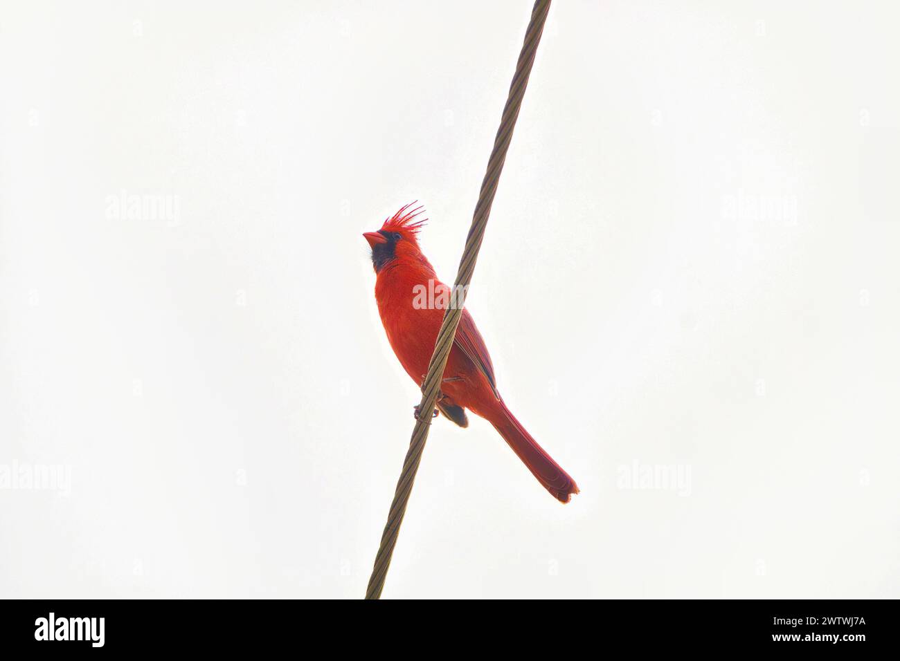 Cardinal rouge du nord perché sur un fil en chantant. Banque D'Images