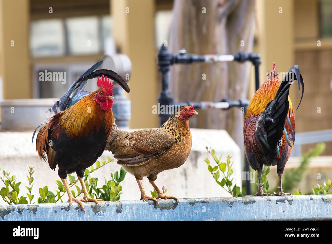 Trois poulets à Wailuku sur Maui. Banque D'Images