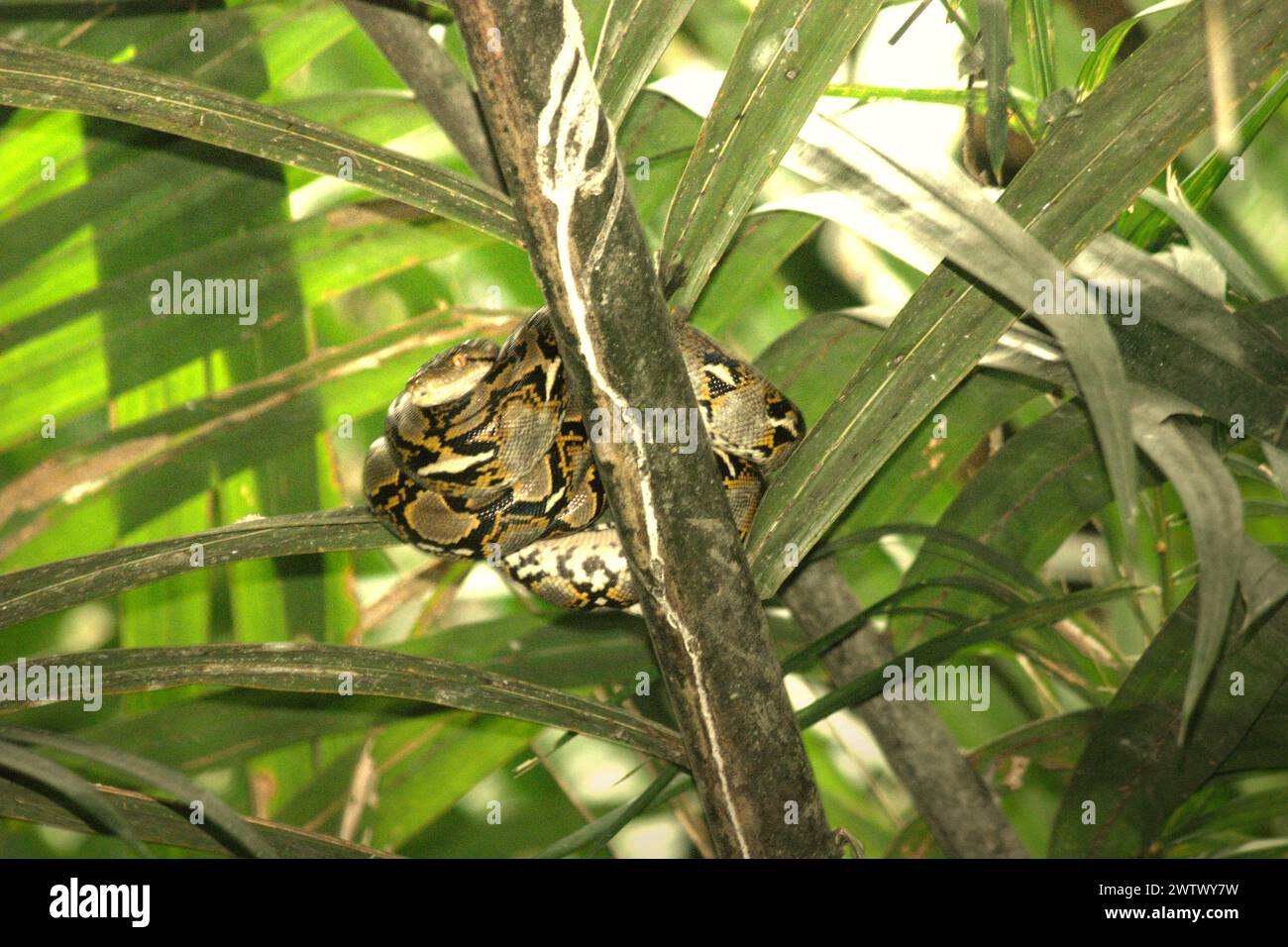 Un python, qui est probablement un python birman (Python bivittatus) repose sur un palmier nipa sur le côté de la rivière Cigenter dans l'île Handeuleum, une partie du parc national d'Ujung Kulon à Pandeglang, Banten, Indonésie. L’Union internationale pour la conservation de la nature (UICN) conclut que la hausse des températures a conduit, entre autres, à des changements écologiques, comportementaux et physiologiques dans les espèces sauvages et la biodiversité. « En plus de l'augmentation des taux de maladies et de la dégradation des habitats, le changement climatique provoque également des changements dans les espèces elles-mêmes, qui menacent leur survie », écrivent-ils. Banque D'Images