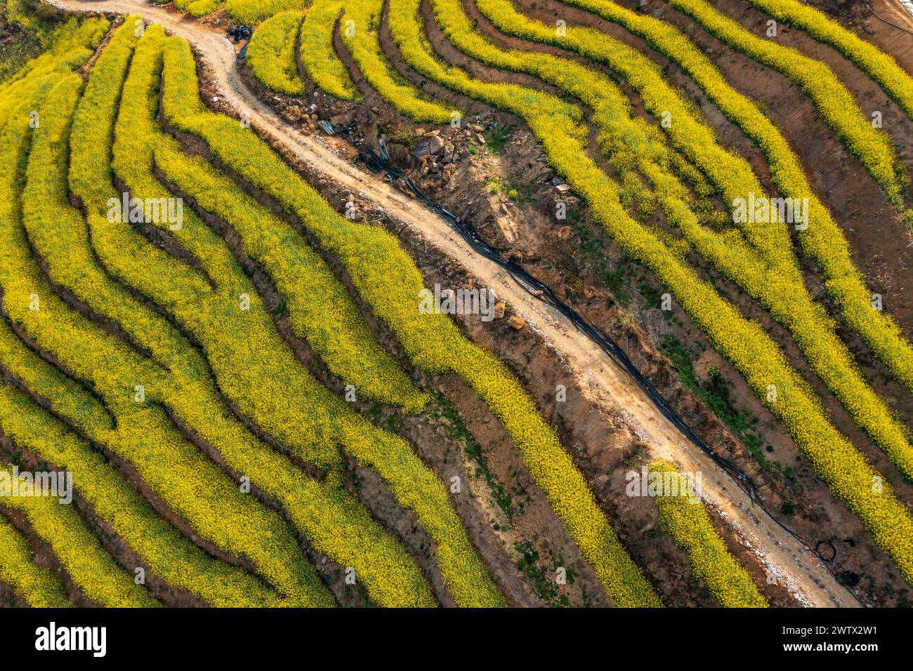 Congjiang, Chine. 20 mars 2024. Une photo aérienne montre le paysage de fleurs de colza sur une base de plantation dans le comté de Congjiang, dans la province du Guizhou du sud-ouest de la Chine, le 19 mars 2024. (Photo de Costfoto/NurPhoto) crédit : NurPhoto SRL/Alamy Live News Banque D'Images