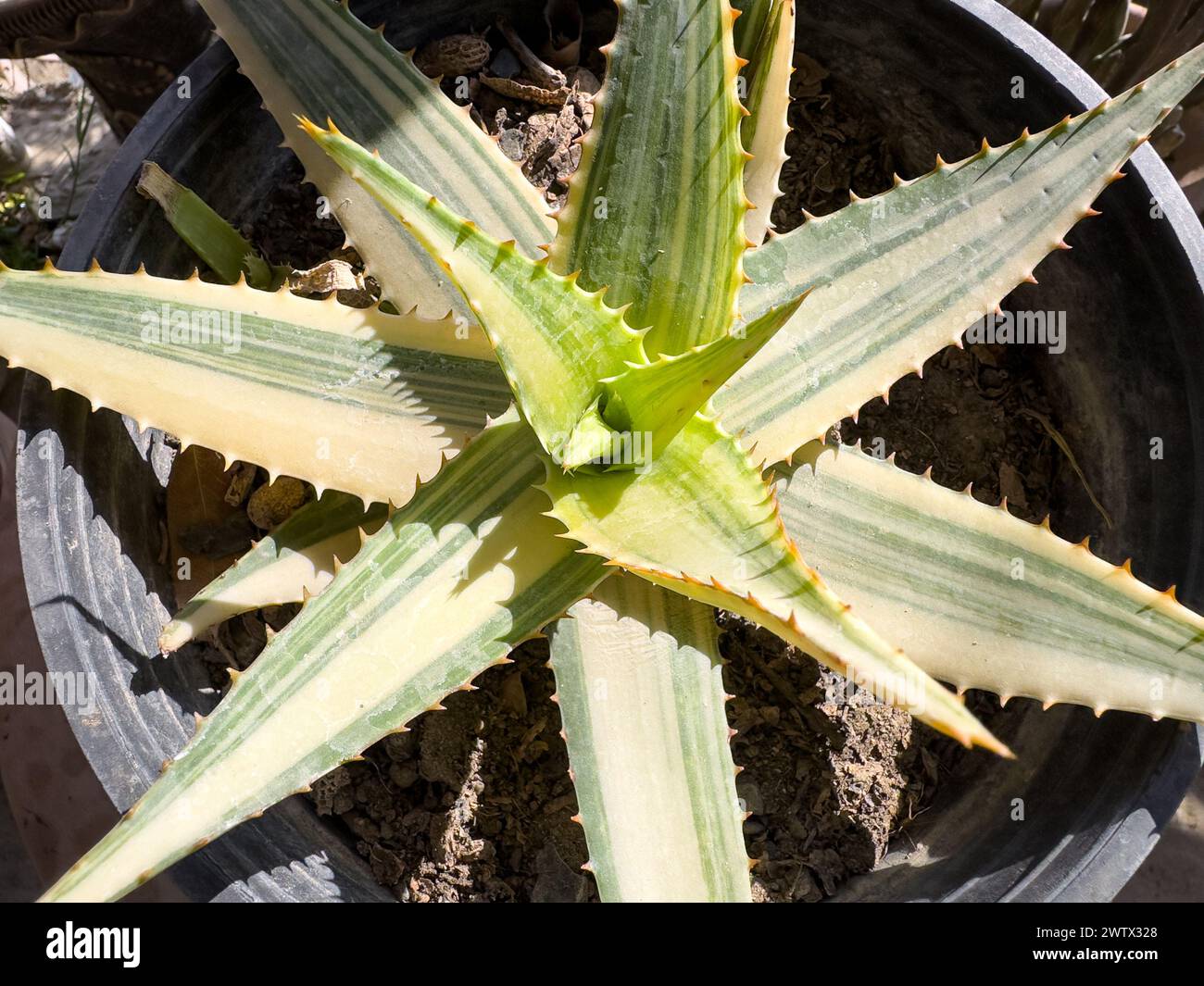 Plante d'Aloe vera panachée dans un pot. Banque D'Images