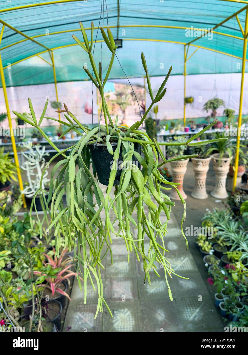 Rhipsalis micrantha plante de cactus suspendue poussant dans un pot suspendu Banque D'Images