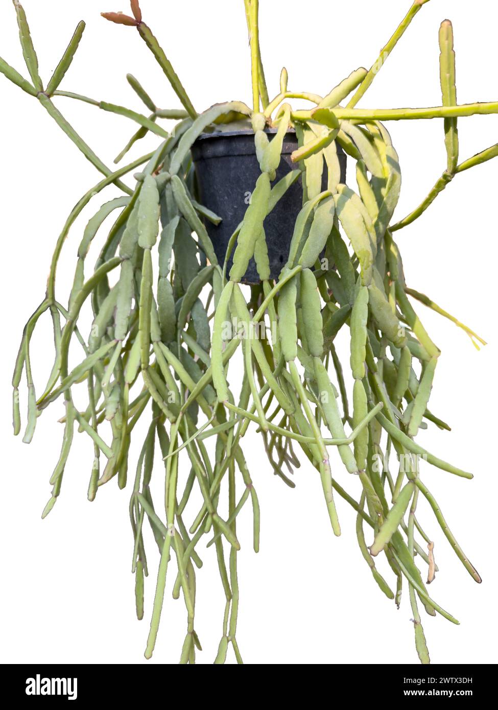 Cactus épiphyte de Rhipsalis dans un pot suspendu sur fond blanc isolé Banque D'Images