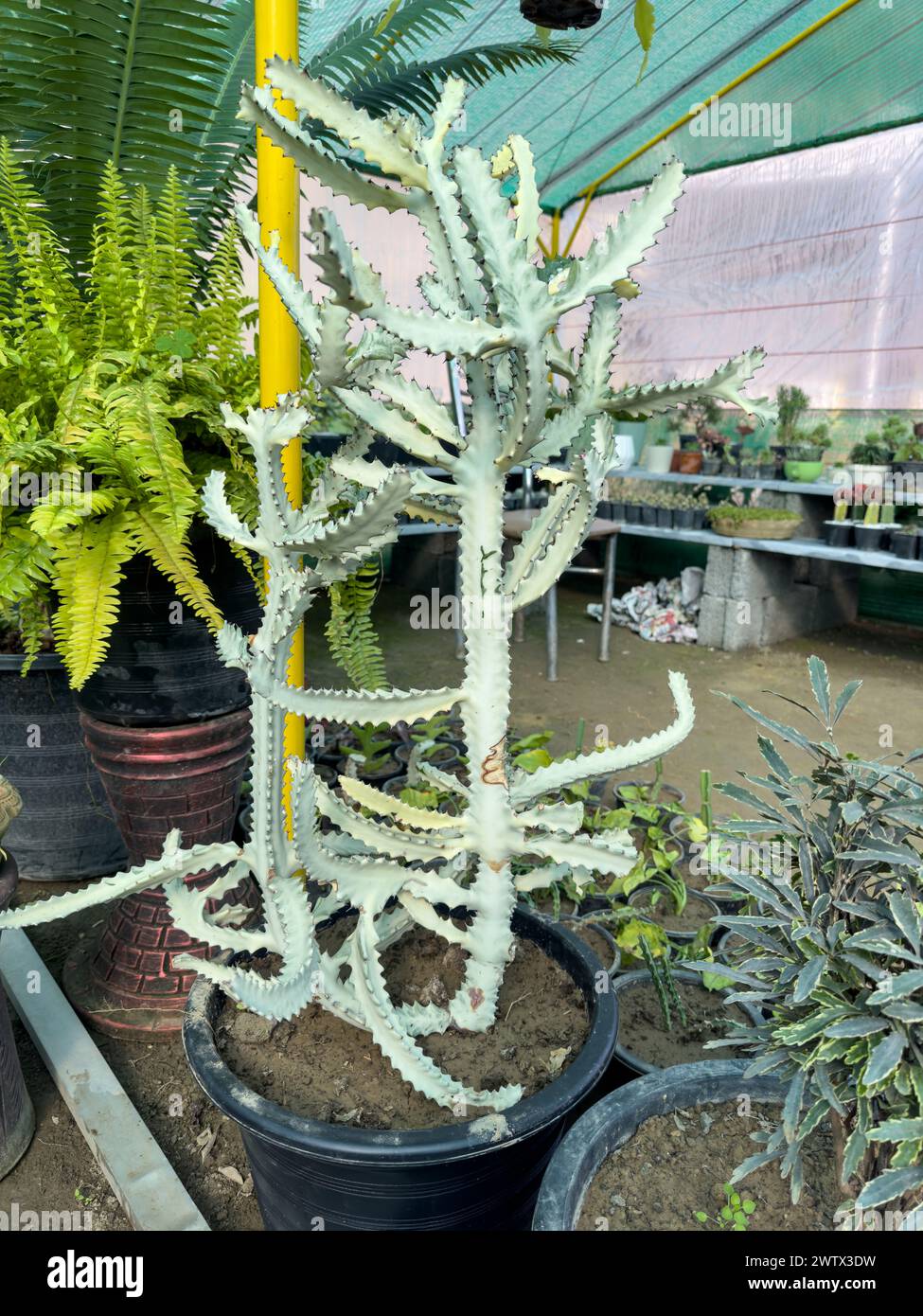 Gros arbre blanc cactus fantôme Banque D'Images