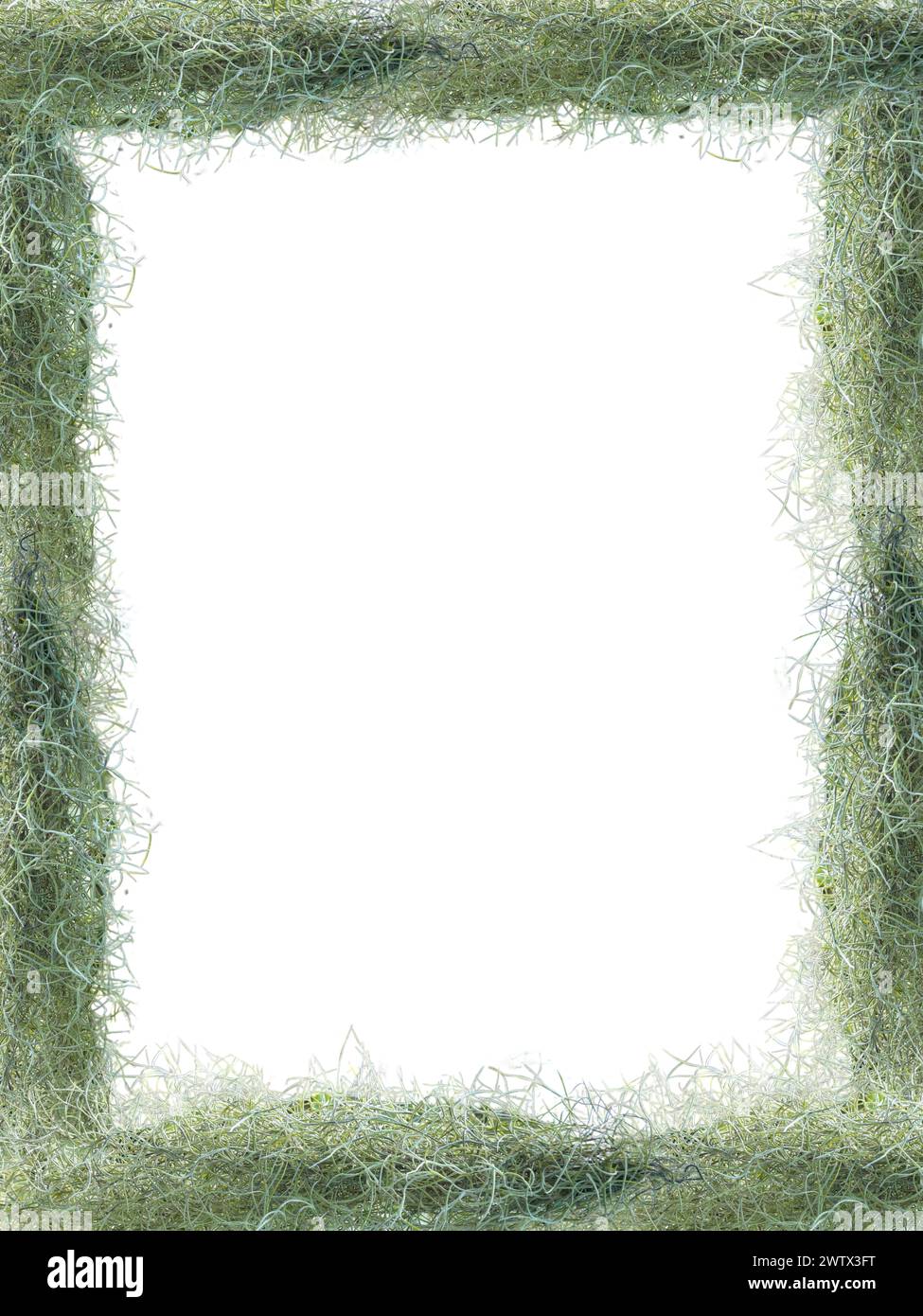 Plante suspendue Fresh Green Spanish Moss Tillandsia crocata sur fond blanc isolé. Fond de thème nature. Banque D'Images