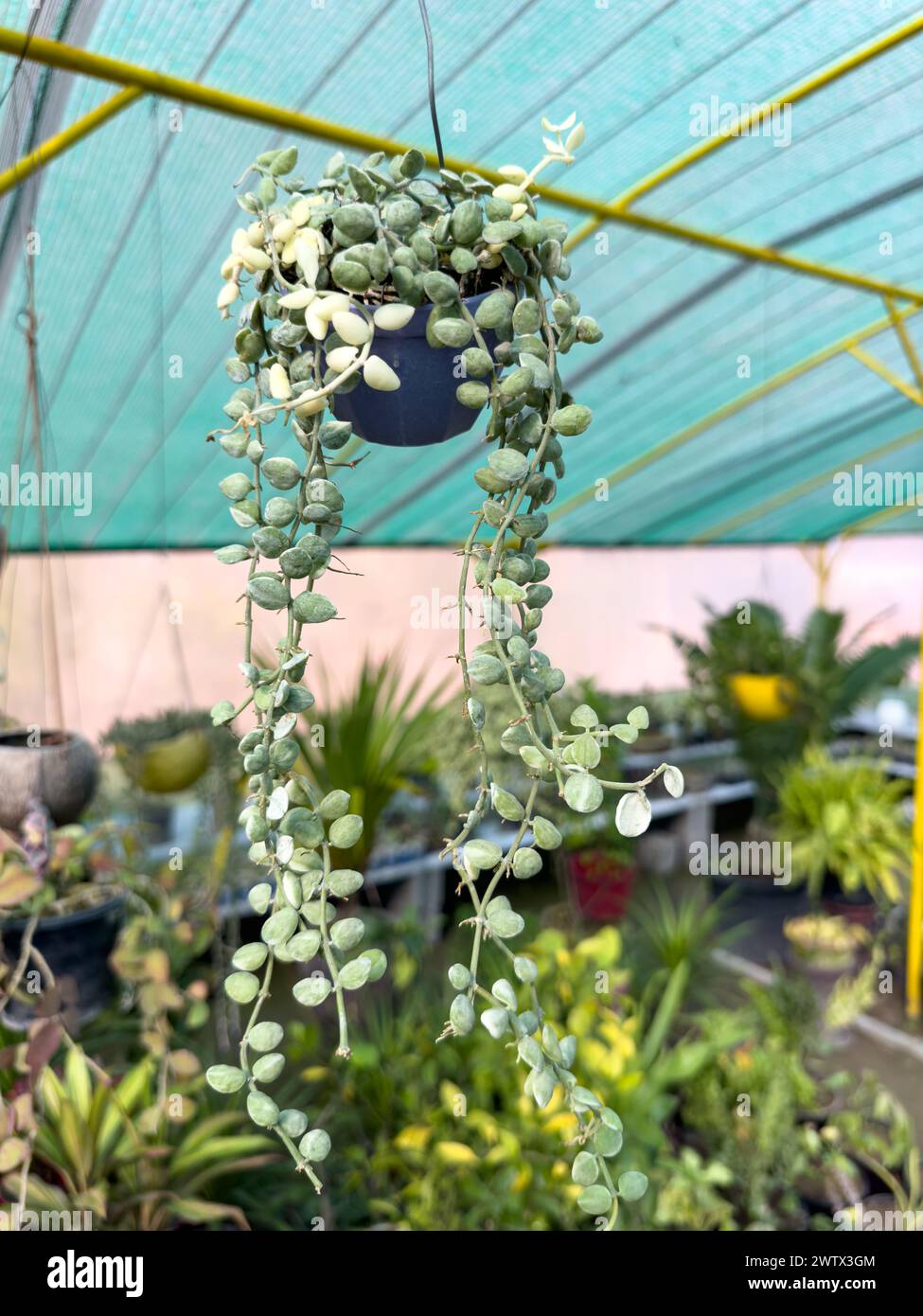 Dischidia nummularia variegata belle plante de crampon verte dans un panier suspendu Banque D'Images